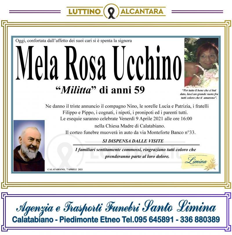 Mela Rosa  Ucchino